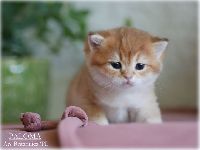 /paloma