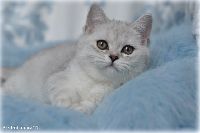 /otello