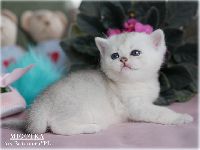 /migotka