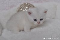 /gigi