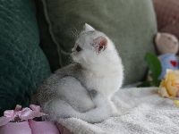 /migotka