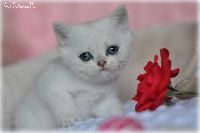 /sybilla
