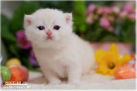 /marcepan