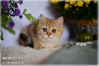 /hermiona