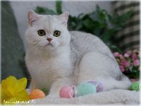 /gigi