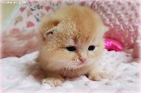 /ulinka