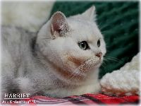 /harriet