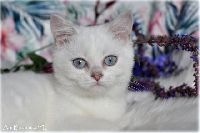 /babette