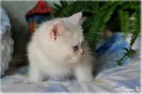 /bluebell