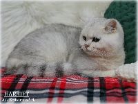 /harriet