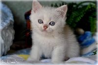 /bluebell