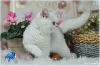 /sybilla