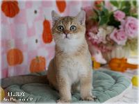 /teddy