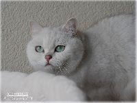 /whisky