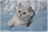 /otello
