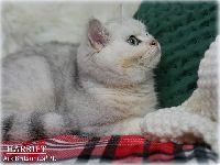 /harriet