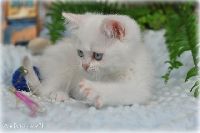 /bluebell