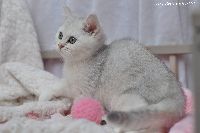 /gigi