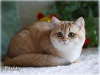 /paloma