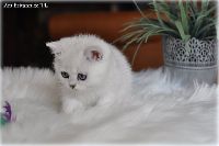 /ivory