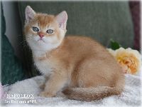 /napoleon