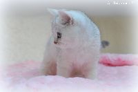 /gigi