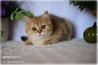 /hermiona