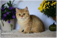 /hermiona
