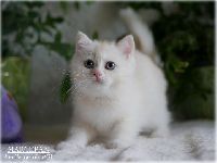 /marcepan