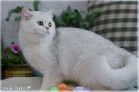 /gigi