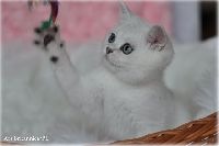 /ivory