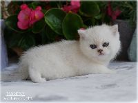 /jasmine