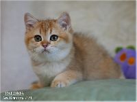 /paloma