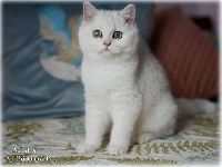 /albus