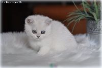 /ivory