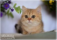 /hermiona