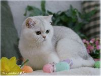 /gigi