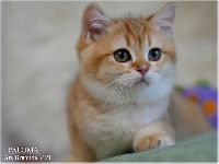 /paloma