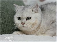 /harriet