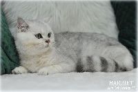 /harriet