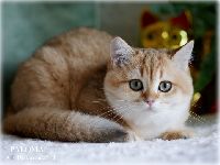 /paloma