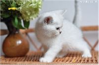 /griffin