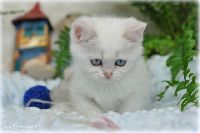 /bluebell