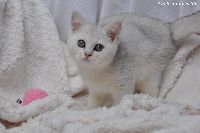/gigi