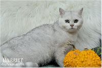 /harriet