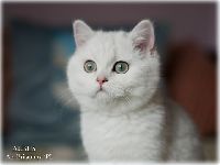 /albus