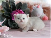 /migotka