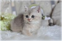 /rascal
