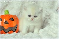 /harriet