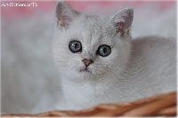 /ivory